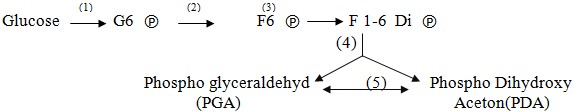 Trong chuỗi phản ứng sau, ở giai đoạn nào có sự tham gia của enzym Aldolase:    A. (1) B. (2) C. (3) D. (4) (ảnh 1)