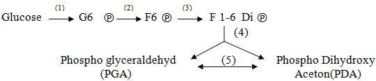 Trong chuỗi phản ứng sau, ở giai đoạn nào có sự tham gia của enzym Glucose kinase:    A. (1) B. (2) C. (3) D. (4) (ảnh 1)