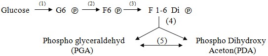 Trong chuỗi phản ứng sau, ở giai đoạn nào có sự tham gia của enzym Phosphogluco isomerase:    A. (1) B. (2) C. (3) D. (4) (ảnh 1)