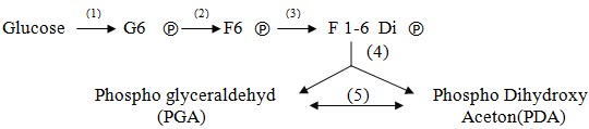 Trong chuỗi phản ứng sau, ở giai đoạn nào có sự tham gia của enzym Phosphofructosekinase:    A. (1) B. (2) C. (3) D. (4) (ảnh 1)