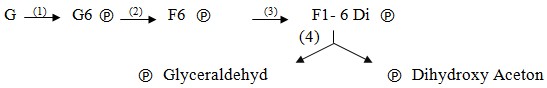 Trong quá trình tổng hợp Glucose từ Pyruvat, ở chuỗi phản ứng sau, giai đoạn nào là thuận nghịch với quá trình thoái hóa Glucose:    A. 1, 4 B. 2, 3 C. 2, 4 D. 3, 4 (ảnh 1)