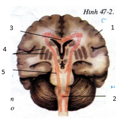 Rãnh đỉnh có những tính năng cấu trúc đặc biệt nào tạo nên khả năng ngăn cách và tương tác của nó?
